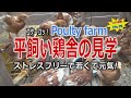 平飼い鶏舎の見学　こびそ農園 No,70