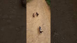 #fazenda #vidanaroça #cachorros já ensinando os percurso do sitio