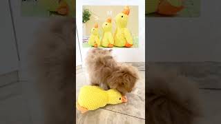 #richelleweisz #mainananjing #mainanbebek #maltipoo #anakanjing #puppy #anjinglucu #tips