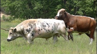 Jurand & Rewir & Paker & 85 krów białogrzbietych