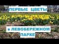 Первые цветы в Левобережном парке Мариуполь 2021