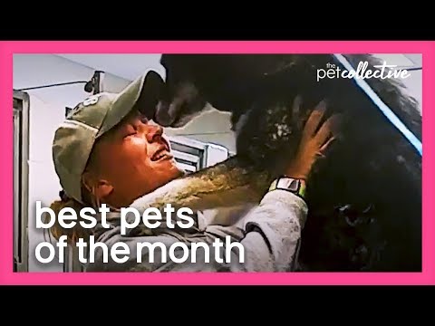 Best Pets of the Month | April 2020