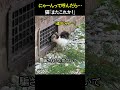 にゃーんって呼んだら…猫「またこれか!」