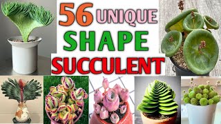 56 Unique Shape Succulents | Rare and Unique Succulents | Pattern Succulents | Plant and Planting