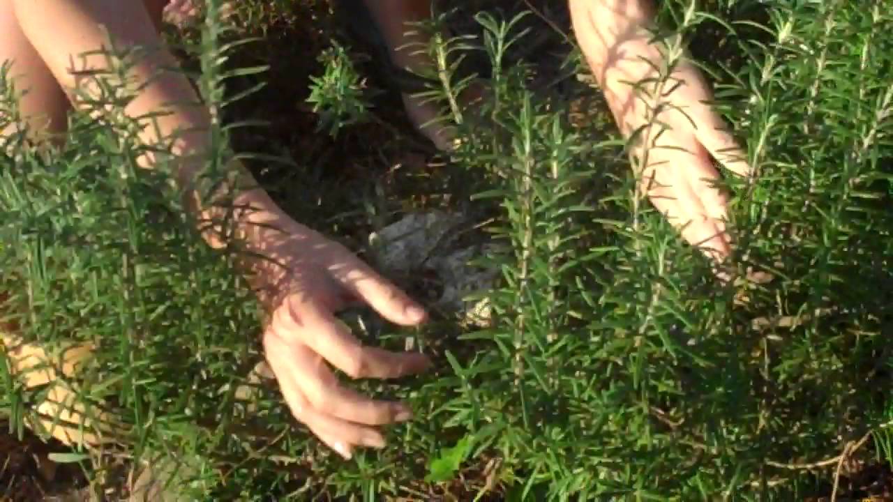 How to take cuttings & make more plants for free! - YouTube