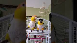 Caique Parrot Tickle Fights! Tinker & Mango