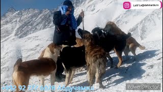 Гузнские овцы и аборигенные САО Таджикистана саги дахмарда Махмадсобира из Гузна, геройский переход