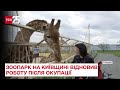 🐯Вберегли майже всіх тварин: зоопарк на Київщині відновив роботу після місяця окупації