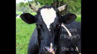 Cows are protected at New Govardhana.wmv