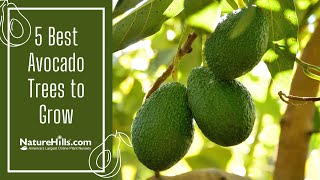 5 Best Avocado Trees to Grow | NatuerHills.com