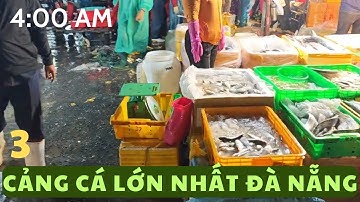 Mới 4h Sáng Mà Quá Tấp Nập : Cảng Cá Lớn Nhất Đà Nẵng