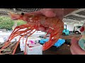 2020/10/1 北海道産 ボタンエビ(60~70gサイズ)