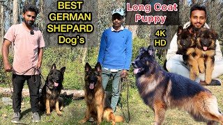 GermanShepherd Longcoat Puppies For Sales | Ooty GSD Kennel | short coat GSD | 4k | dogkennel