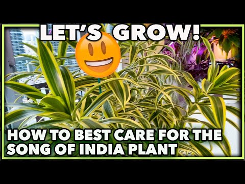 Video: Song Of India Plant Care: Aprenda a cultivar una planta Dracaena abigarrada