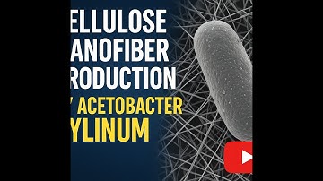 How Acetobacter Xylinum Creates Cellulose Nanofibers