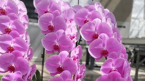 Hồ Điệp Khủng Long Thuần Vỏ Thông Cây Siêu To Khổng Lồ Rất Đẹp