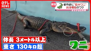 【まさか】都市部に“巨大ワニ”　出没増加のワケ　アメリカ