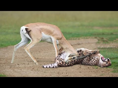 عندما يغضب الغزال انظروا ماذا فعل بالفهد            