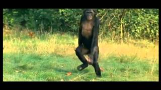 Bonobo walking upright