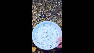 Live Stream 2026-08-18 11 36 12
