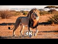 WILD ANIMALS 4K - Relaxing Nature Journey With Majestic Animals and Soft Music