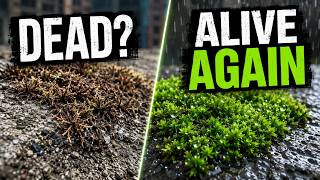 This Moss Can Dry Out… and Come Back to Life