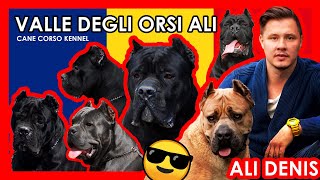 One Of The Best Cane Corso Breeder | Interview with Ali Denis