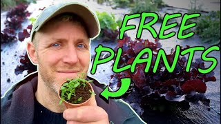 FREE Veggies for the Garden | Market FARMING UK by Brimwood Farm 826 views 3 months ago 10 minutes, 49 seconds