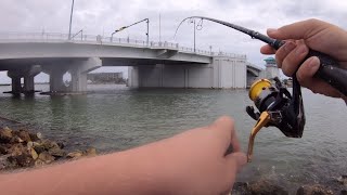 fishing Johns Pass for multiple species was a MASSIVE success