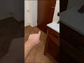 C’È IL MOSTRO DI 99 NOTTI CHE STA VOMITANDO SUL MIO LETTO! #shorts #roblox #horror #brainrot #ps5