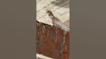 يا طير محمد منير 