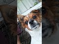 I shall! #doggielife #puppy #dogs #petsrule #cute #funny #funnyanimals #funny #birdwatching