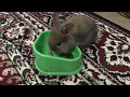 Мой кролик Василиса # Кролик кушает из миски # My rabbit