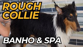 Dicas essenciais de banho e higiene para o Rough Collie by Pet's com Pinta 272 views 4 months ago 9 minutes, 12 seconds