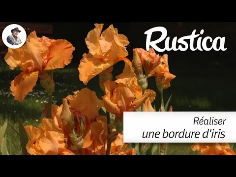 Vidéo: Iris de jardin : plantation et entretien en automne