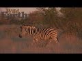 WildEarth  - Sunset Safari -  13 July 2020