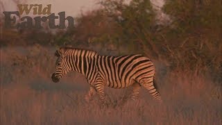 WildEarth  - Sunset Safari -  13 July 2020