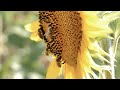 To bee or not to bee