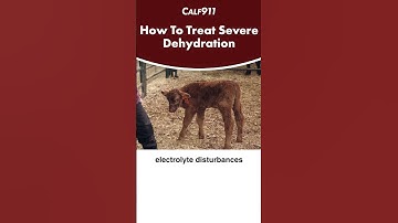How do you treat severe dehydration in young calves?   #calving #beef #cattle #calf911 #beefcattle