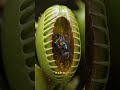 A Venus Flytrap Counts Touches Before It Eats
