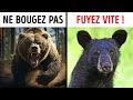 Que Faire Si Vous Croisez Un Ours Dans La Nature