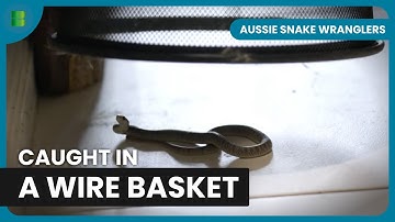 Baby Snake Rescued From Wire Basket Trap | Aussie Snake Wranglers