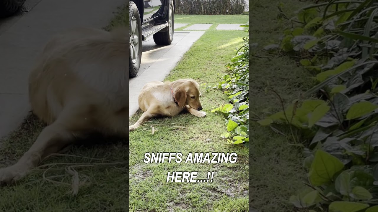 COCO Found Something | Golden retriever | Funny Play Time