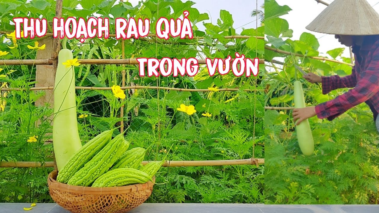 Thu hoạch rau quả trong vườn - YouTube