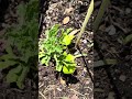 저온장해 수박 기르기팁! “Brrr! Keep your watermelons warm!” #gardening  #garden #수박재배 #watermelon