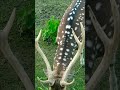 #wild#wild animals#deer#antelope#forest#farm#deer farm#wildlife#animal lover#nature#beauty#beautiful