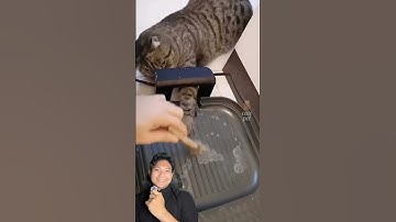 Tổng Hợp Biểu Cảm Siêu Đáng Yêu Của  Những Loài Động Vật! #dongvatcute #shorst #cute