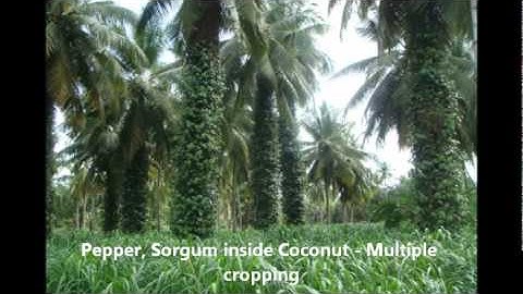 Intercropping, Multiple cropping and Green manuring