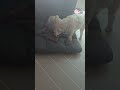 복부인 귀여운 말티푸 강아지 빈이 간식 바로 바로 빼먹어요 #shorts