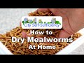 How to Dry Mealworms at Home Using an Oven